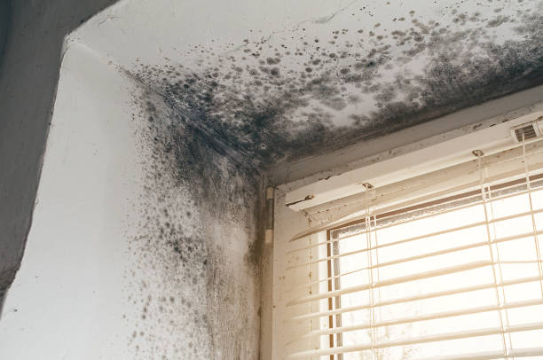 Affordable Mold Removal solutions in Callaway, MD